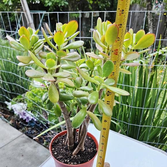 Ruby Jade - Picture 4 of 7